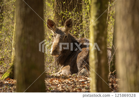 A moose lies in the forest 125869328