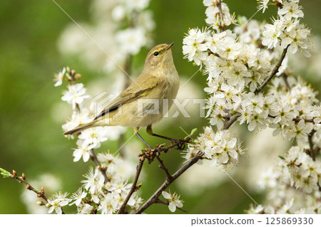 Common chiffchaff bird sitting on a branch of a flowering fruit tree Common chiffchaff bird sitting on a branch of a flowering fruit tree 125869330