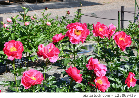 Peony "Paula Faye" 125869439