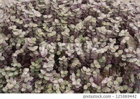 Closeup of beautiful Pink Lady Turtle Vine or Charlie Ribbon or Callisia repens. Closeup of beautiful Pink Lady Turtle Vine or Charlie Ribbon or Callisia repens. 125869442