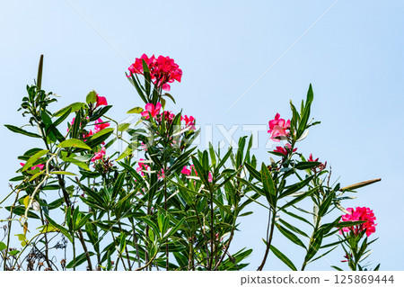 Blooming pink Oleander flowers or Nerium oleander with green leaves. Blooming pink Oleander flowers or Nerium oleander with green leaves. 125869444