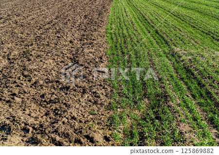 Winter wheat. Green sprouts of wheat in the field. Concept of agriculture and agronomy Winter wheat. Green sprouts of wheat in the field. Concept of agriculture and agronomy 125869882