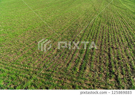 Fresh green sprouts of wheat in spring on the field. Young cereals crops growing on a agricultural field. Agricultural plantations. Farming field Fresh green sprouts of wheat in spring on the field. Young cereals crops growing on a agricultural field. Agricultural plantations. Farming field 125869883