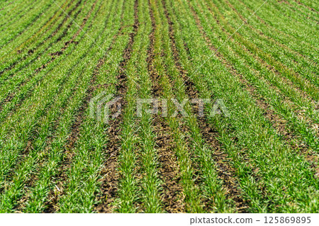 Sprouts of young barley or wheat. The future harvest of bread. Fertile agricultural land. Selective focus 125869895