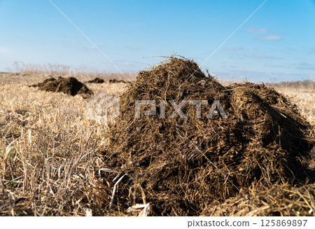 Fertilizer from cow manure and straw. Bio farming concept. Traditional rural scene 125869897
