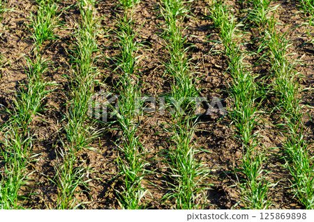 Green spring wheat crops, sprouts. Green wheat growing in soil. Rows of young sprouts of wheat 125869898