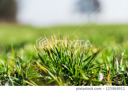 Close up of green winter wheat sprouts, spring agriculture. Selective focus Close up of green winter wheat sprouts, spring agriculture. Selective focus 125869911