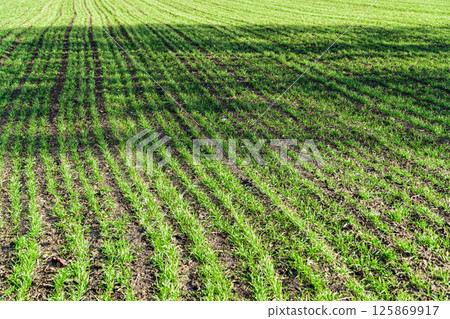 Young green sprouts wheat on the field. Young green sprouts line. Green wheat growing in soil under the rays of the sun Young green sprouts wheat on the field. Young green sprouts line. Green wheat growing in soil under the rays of the sun 125869917