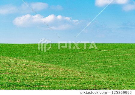 The Agricultural field with green wheat. Minimalist landscape. Beauty of earth 125869993