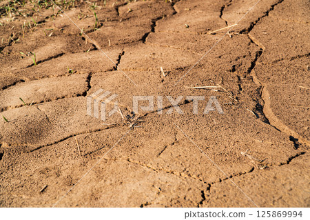 Dry and cracked agricultural field. Wheat grows in dry soil. Water shortage and drought concept 125869994