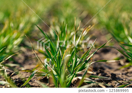 Green sprouted sprouts. An agricultural field with sprouted wheat or oats. Green grass. Close up 125869995