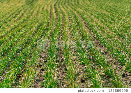 Rows with wheat sprouts in bright spring landscape on a sunny day. Young green wheat growing in soil Rows with wheat sprouts in bright spring landscape on a sunny day. Young green wheat growing in soil 125869996