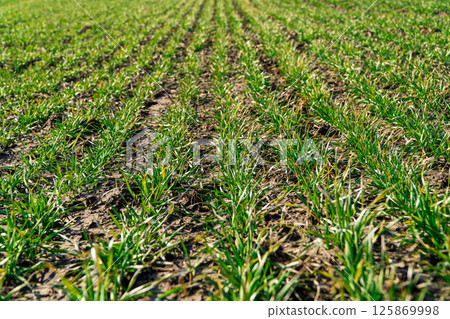 Agricultural field with young green wheat sprouts in early spring. Young sprouts of cereal crop in the field in bright sunlight. Agricultural field with young green wheat sprouts in early spring. Young sprouts of cereal crop in the field in bright sunlight. 125869998