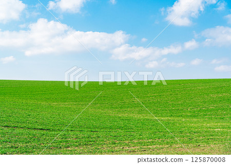 Agriculture field. Beautiful landscape. Rural scenery Agriculture field. Beautiful landscape. Rural scenery 125870008