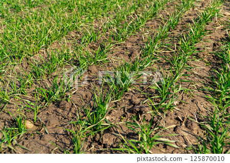 Young sprouts of winter wheat of grain crops. Green sprouts of wheat in the field. Fertile agricultural land Young sprouts of winter wheat of grain crops. Green sprouts of wheat in the field. Fertile agricultural land 125870010