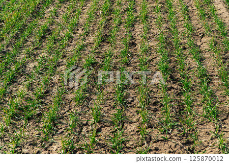 Young green sprouts line. Green wheat grows in a field. Sprouts of young barley or wheat that have sprouted in the soil Young green sprouts line. Green wheat grows in a field. Sprouts of young barley or wheat that have sprouted in the soil 125870012