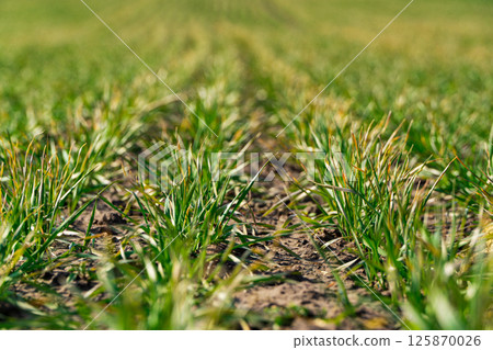 Young sprouts of wheat in early spring. Rows of green wheat. Concept of spring agriculture Young sprouts of wheat in early spring. Rows of green wheat. Concept of spring agriculture 125870026