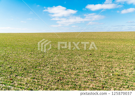 Agricultural field on which grow the young grass. Beautiful green fields with young sprouts. Agricultural landscape Agricultural field on which grow the young grass. Beautiful green fields with young sprouts. Agricultural landscape 125870037