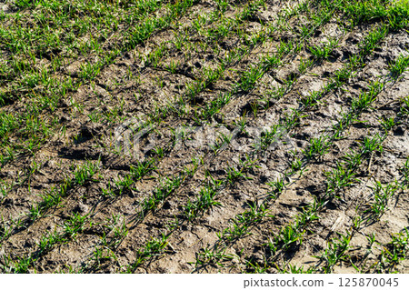 Rows of young green wheat growth in a spring green field. Concept of spring agriculture Rows of young green wheat growth in a spring green field. Concept of spring agriculture 125870045