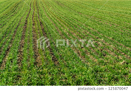 Young green wheat growing in agricultural field. Young plants of winter wheat. Sprouts of rye 125870047