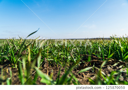 Field of young wheat, barley, rye. Young green wheat growing in field in spring sunny day. Natural background 125870050