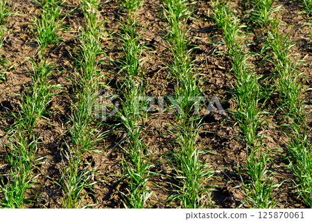 Green wheat growing in soil. Symmetrical lines of shoots of grain crops 125870061