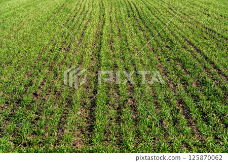 Sprouts of winter wheat sprouted in field. Sprouts of young barley or wheat 125870062