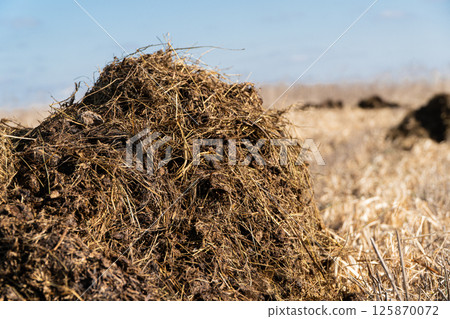 Dung manure, on the field to nourish the soil. Heap of manure have been taken out on the field in early spring to fertilize fields 125870072