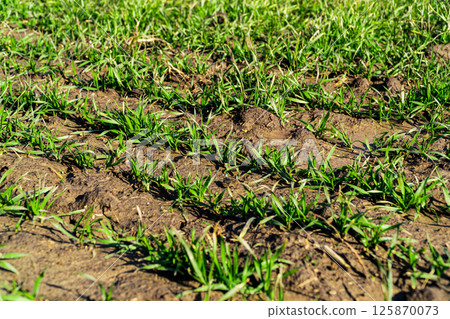 Green young wheat sprouted on the field in the bright sun. Sprouts of grain crops Green young wheat sprouted on the field in the bright sun. Sprouts of grain crops 125870073