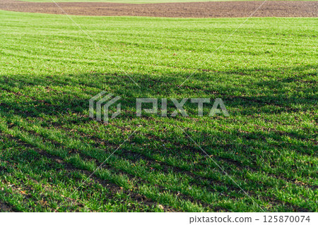 The green field of young wheat in early spring. Beautiful green field with young sprouts. Agricultural process The green field of young wheat in early spring. Beautiful green field with young sprouts. Agricultural process 125870074