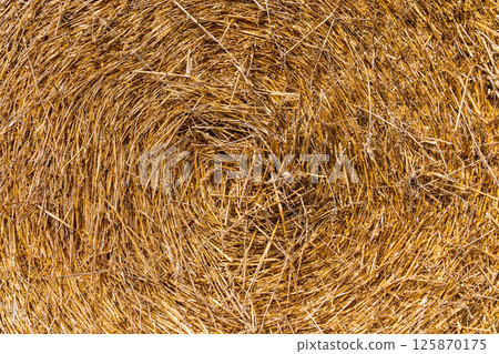 Hay texture. Dry yellow straw grass background 125870175