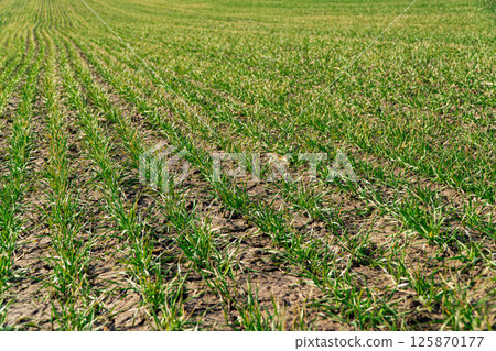 Young wheat in neat rows, spring sprouts Young wheat in neat rows, spring sprouts 125870177
