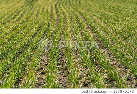 Rows of small green wheat. Small green sprouts of wheat on field Rows of small green wheat. Small green sprouts of wheat on field 125870178