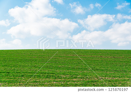 Green field and blue sky, agricultural landscape Green field and blue sky, agricultural landscape 125870197