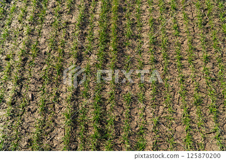 Young wheat grows in dry soil. Young wheat seedlings growing in a field Young wheat grows in dry soil. Young wheat seedlings growing in a field 125870200