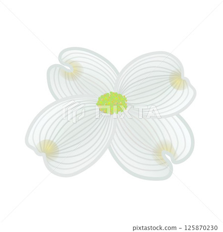 Dogwood illustration Dogwood illustration 125870230