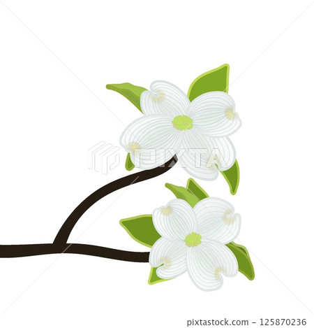 Dogwood illustration Dogwood illustration 125870236