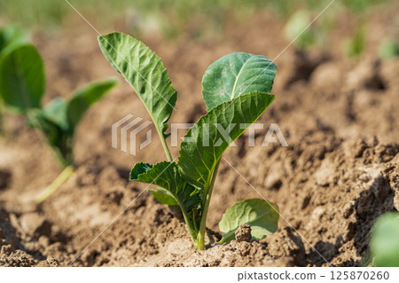 Closeup of green cabbage sprouts planted in neat rows. Green young cabbage plants growing from the soil Closeup of green cabbage sprouts planted in neat rows. Green young cabbage plants growing from the soil 125870260