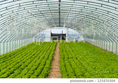 Greenhouse or tunnel with long rows of fresh green salad 125870304