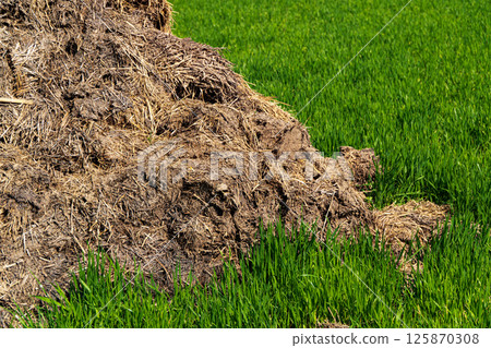 A pile of manure lies on a green field. Close up of pile of manure 125870308