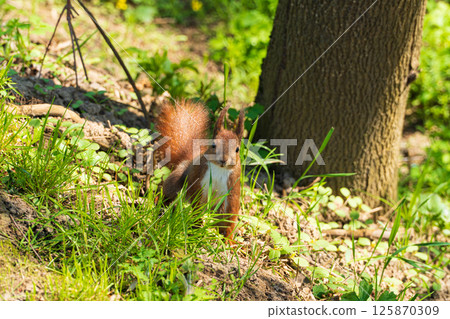 A squirrel sits on the grass in the park. Beautiful red squirrel 125870309