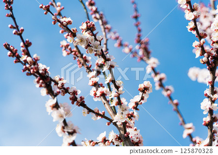 Beautiful nature scene with blooming 125870328