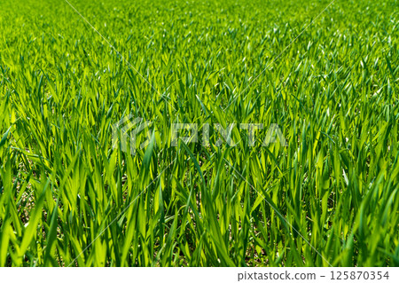 Green wheat field. Young green wheat 125870354