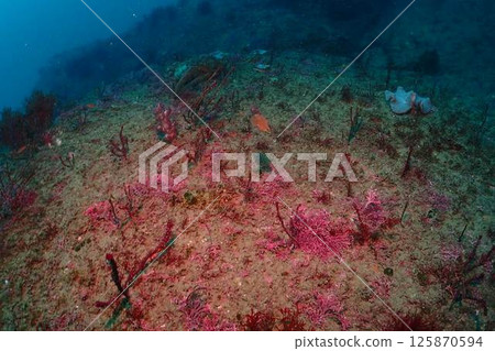 海景風光 海景風光 125870594
