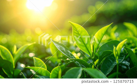 green tea leaves and buds basking in soft sunlight in a traditional tea garden. The focus is sharp on the leaves in the foreground, Tea plantations, sunlight on tea leaves 125870715
