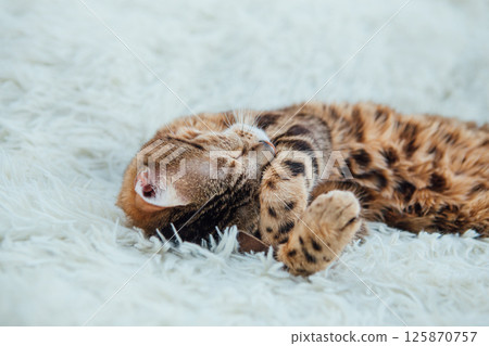 Bengal kitty cat laying on the white fury blanket Bengal kitty cat laying on the white fury blanket 125870757