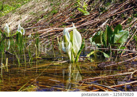 Skunk cabbage at Asari Dam lakeside park. 125870820