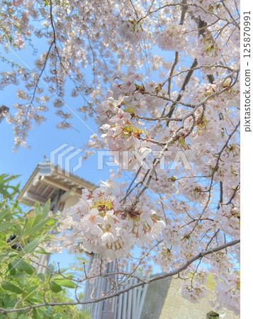 欣賞松前城門的櫻花 125870991