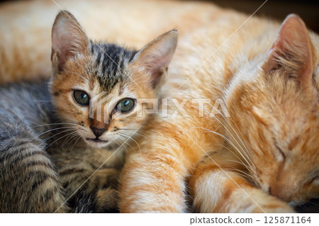Small kitten snuggling peacefully with its ginger mother, symbolizing safety and love 125871164