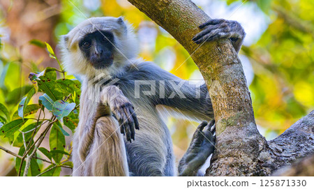 Tarai Gray Langur, Royal Bardia National Park, Nepal Tarai Gray Langur, Royal Bardia National Park, Nepal 125871330